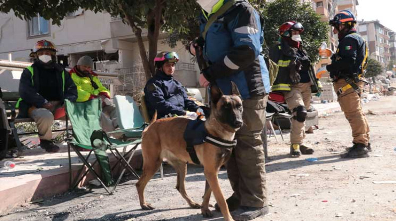 تركيا.. 388 كلبا مدربا من 47 دولة ساهموا بجهود الإنقاذ